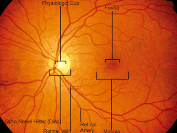 la fovea è la porzione di retina per la visione distinta